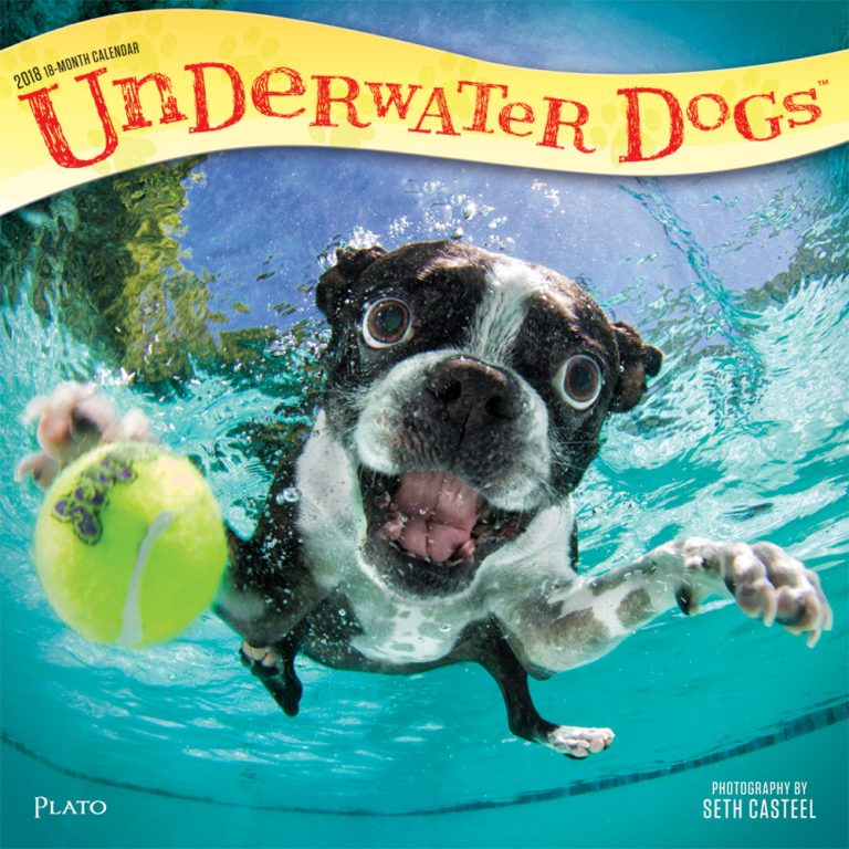 Underwater Dogs Wall Calendar Plato Calendars