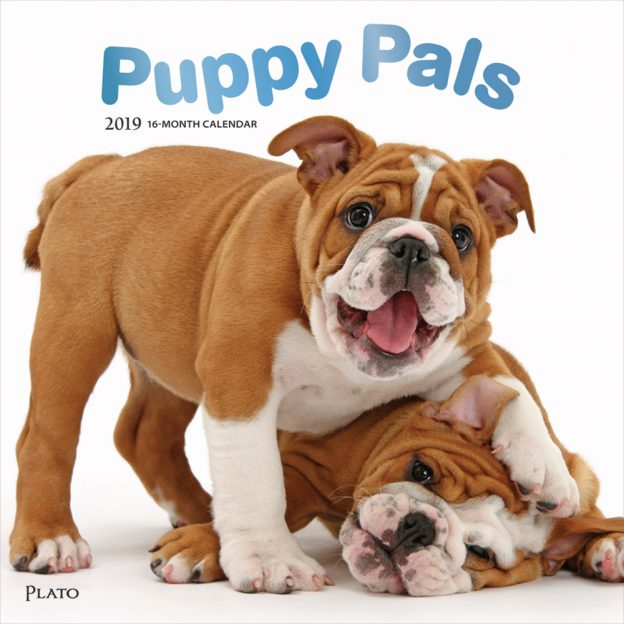 Puppy Pals 2019 Square Wall Calendar | Plato Calendars