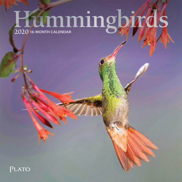 Hummingbirds 2020 7 x 7 Inch Monthly Mini Wall Calendar with Foil Stamped Cover, Animals Wildlife Birds