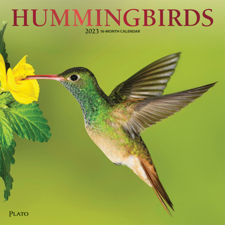 Hummingbird Calendar 2025 Letta Fiorenze