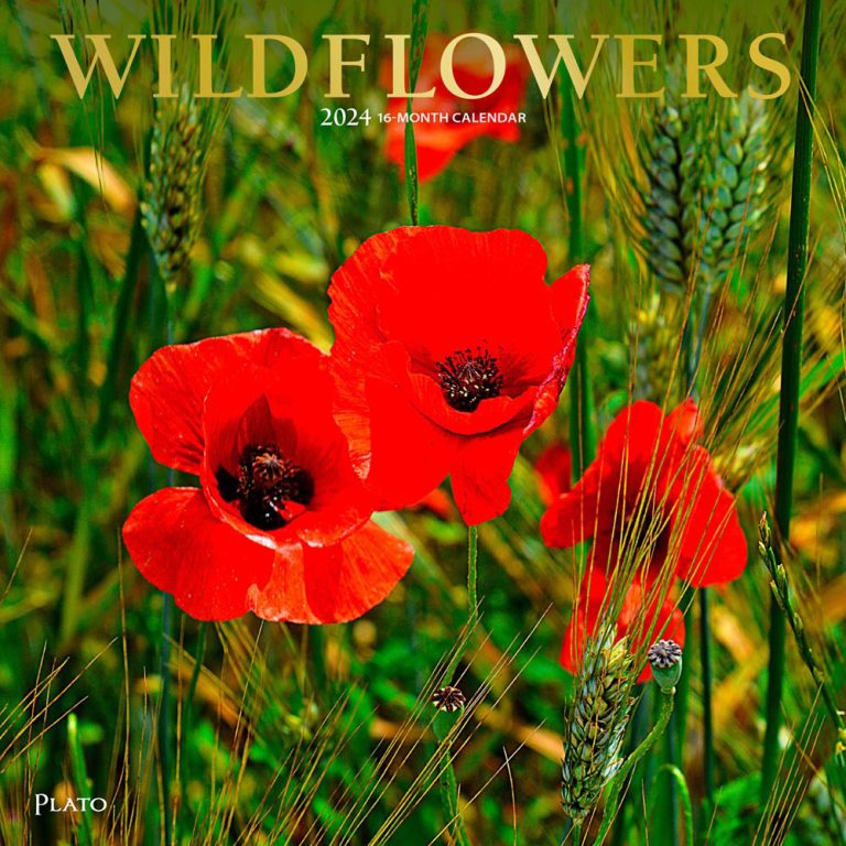 Wildflowers | 2024 Square Wall Calendar | Foil Stamped Cover | Plato