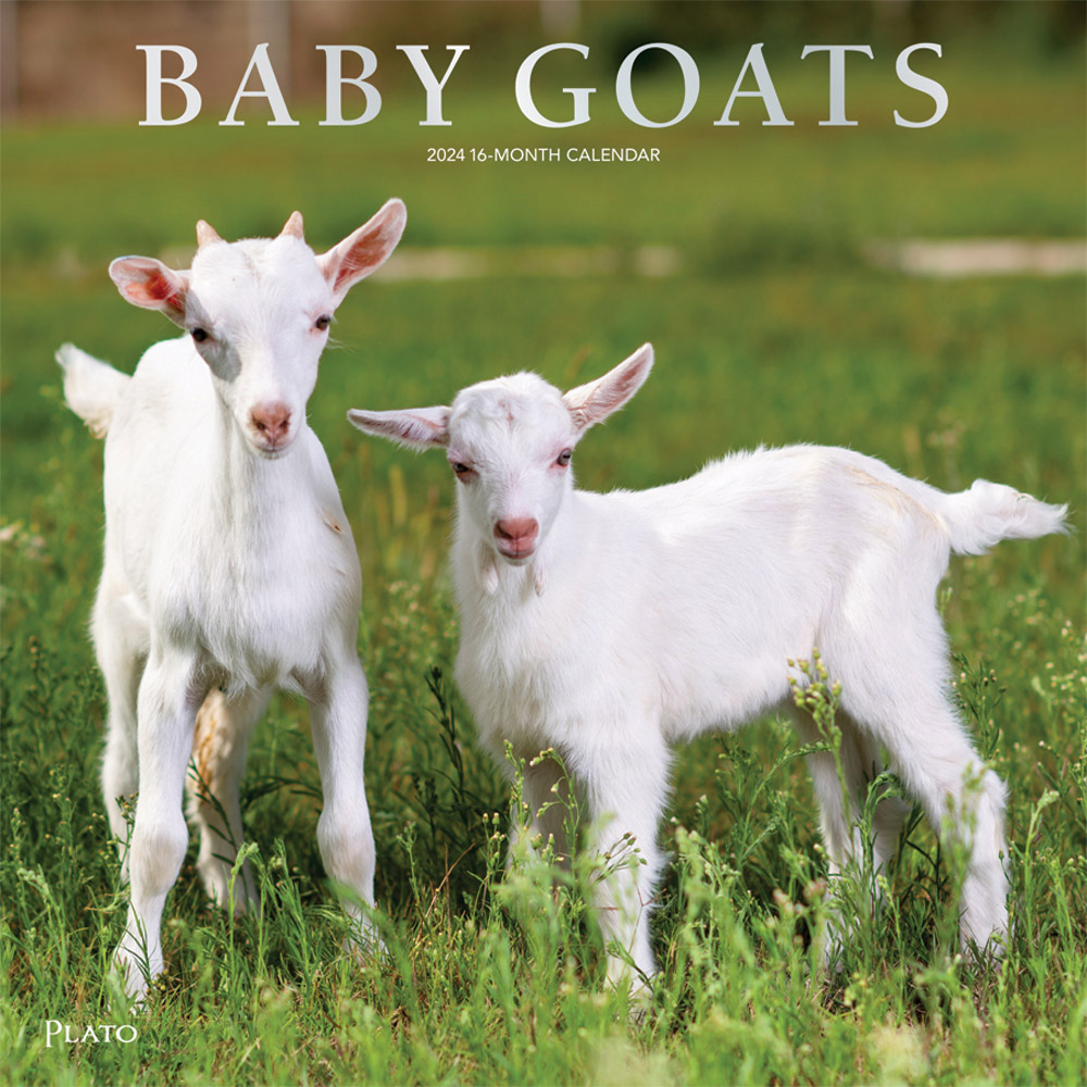 Baby Goats 2024 Square Wall Calendar Foil Stamped Cover Plato
