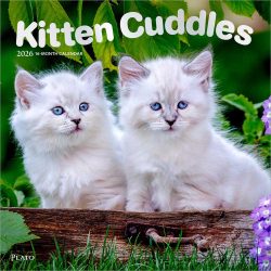 Kitten Cuddles | 2026 12 x 24 Inch (Hanging) Monthly Square Wall Calendar | Foil Stamped Cover | Plato | Animals Cute Cat Feline