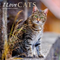 I Love Cats | 2026 12 x 24 Inch (Hanging) Monthly Square Wall Calendar | Foil Stamped Cover | Plato | Feline Kittens Pets