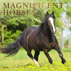 Magnificent Horses | 2026 12 x 24 Inch (Hanging) Monthly Square Wall Calendar | Foil Stamped Cover | Plato | Animals Horses Equestrian