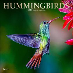 Hummingbirds | 2026 12 x 24 Inch (Hanging) Monthly Square Wall Calendar | Foil Stamped Cover | Plato | Animals Wildlife